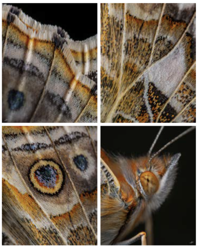 A Fulttering Elegance of the Painted Lady (2024)