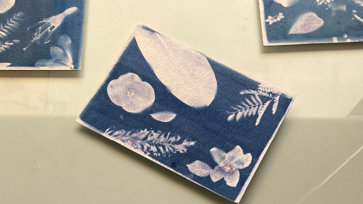 Cyanotype1 100