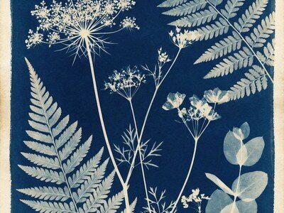 Botanical cyanotype november 2026 teaser