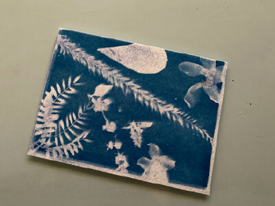  Cyanotype 2 100