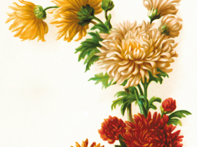 Painting flowers2