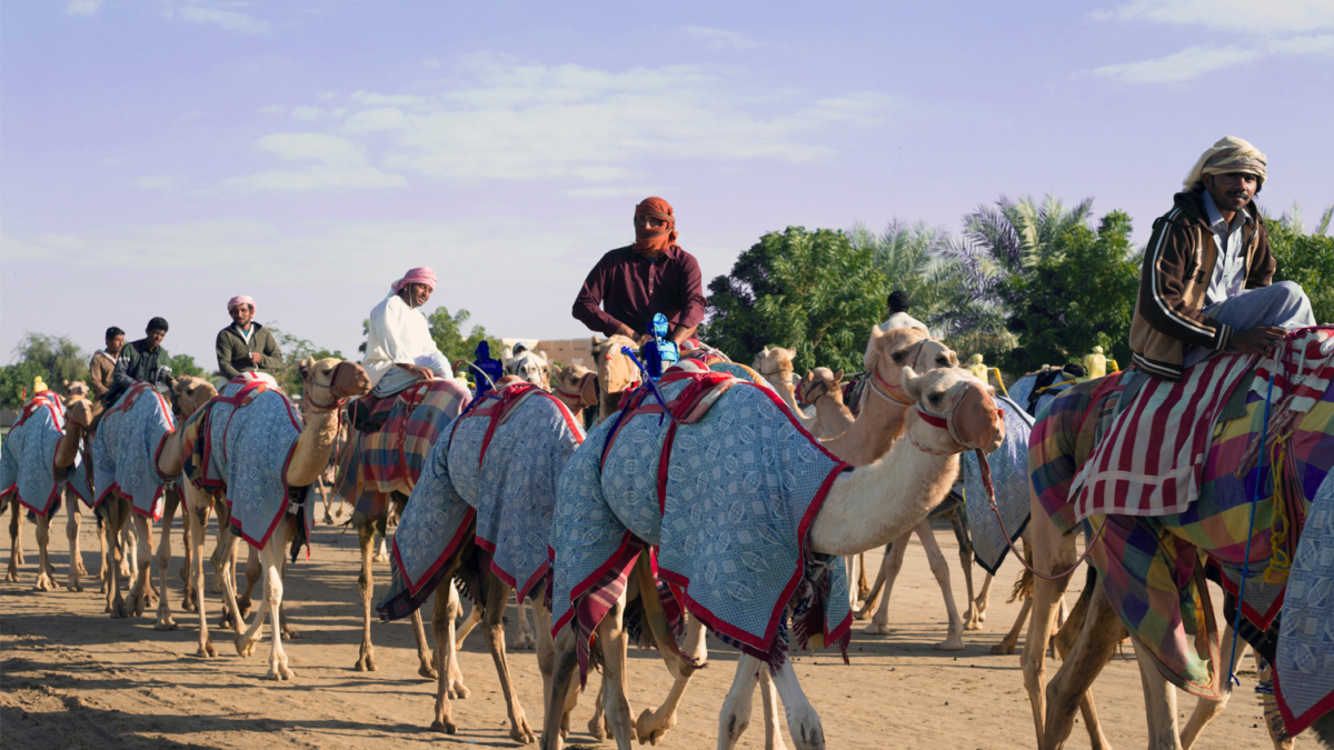 Camel Race