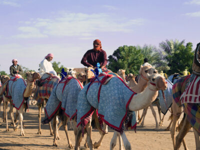  Camel Race