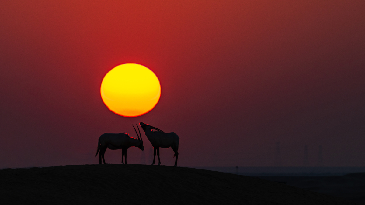Al Qudra Lakes Yagoub Al Hammadi 2