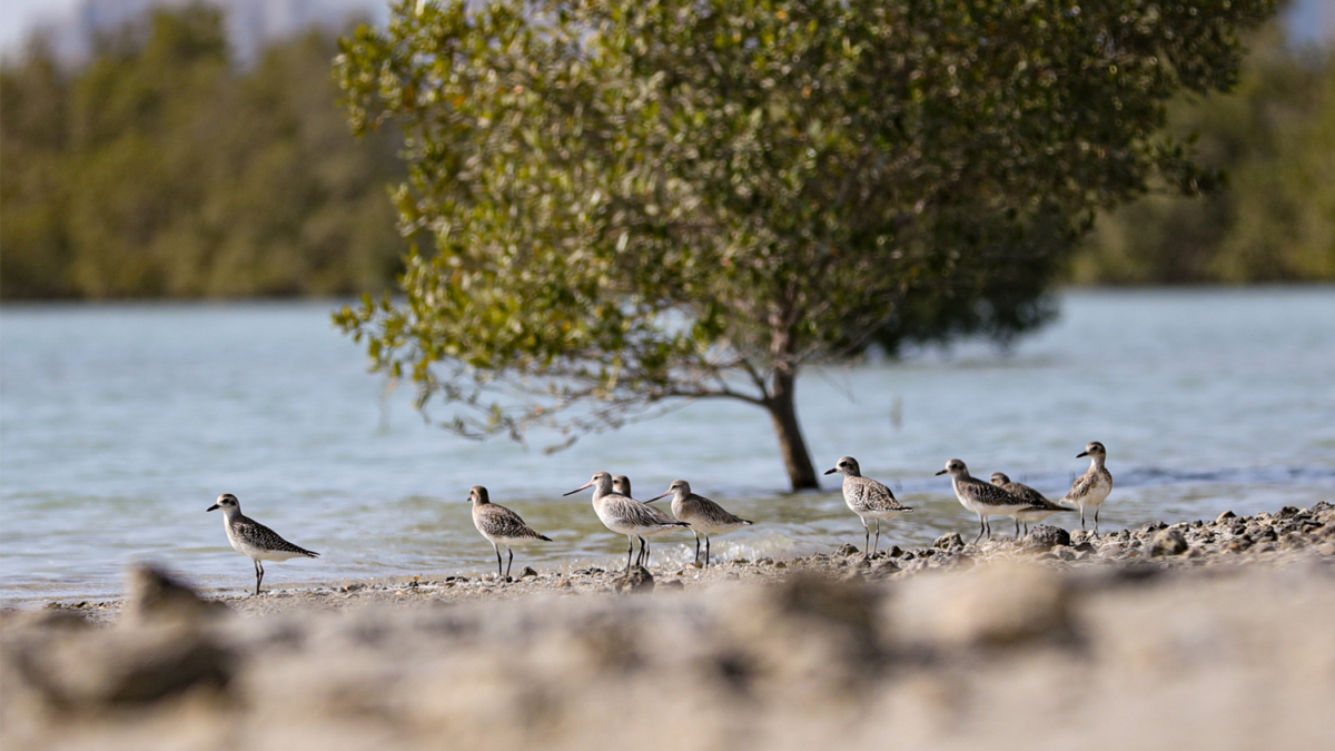 Jebel Ali Marine Sanctuary Maitha Bughanoum 2
