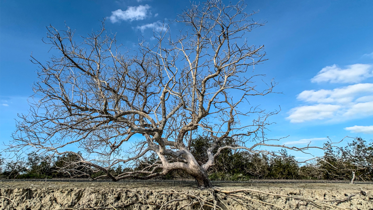 Jebel Ali Marine Sanctuary Maitha Bughanoum 3