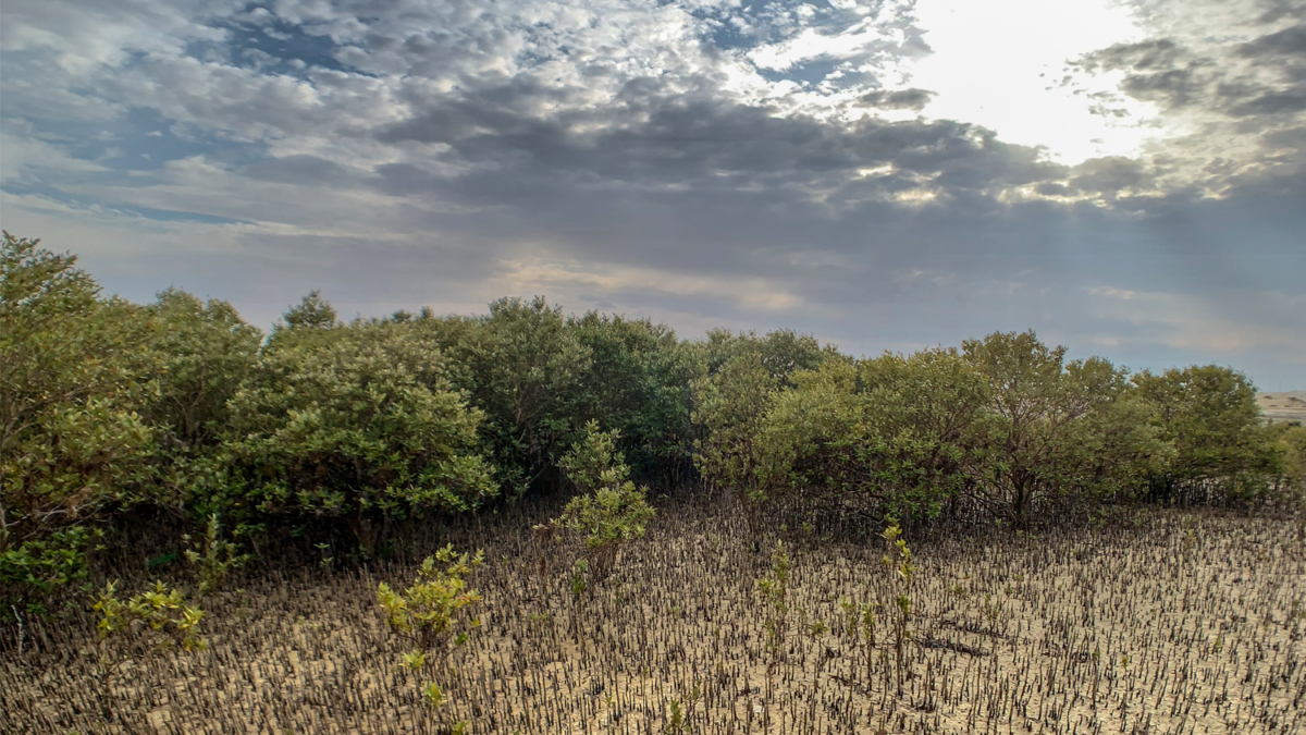 Jebel Ali Marine Sanctuary Maitha Bughanoum 4