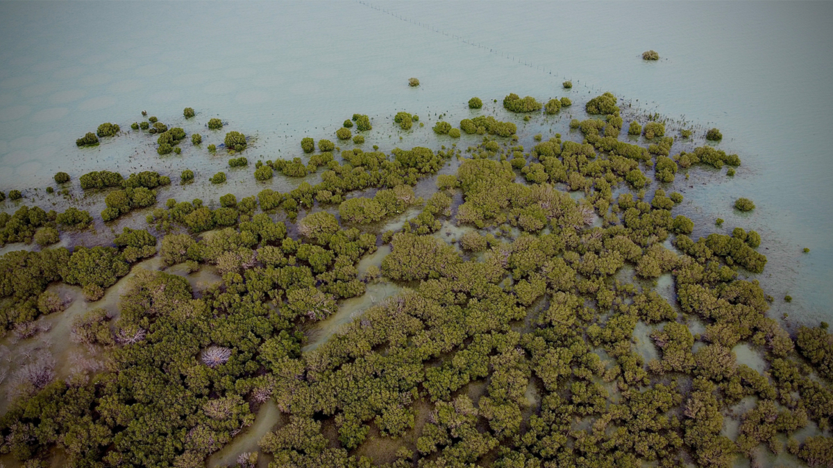 Jebel Ali Marine Sanctuary Maitha Bughanoum