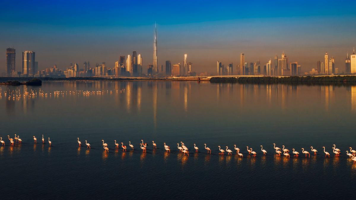 Ras Al Khor Reserve Mousa Al Raeesi 3