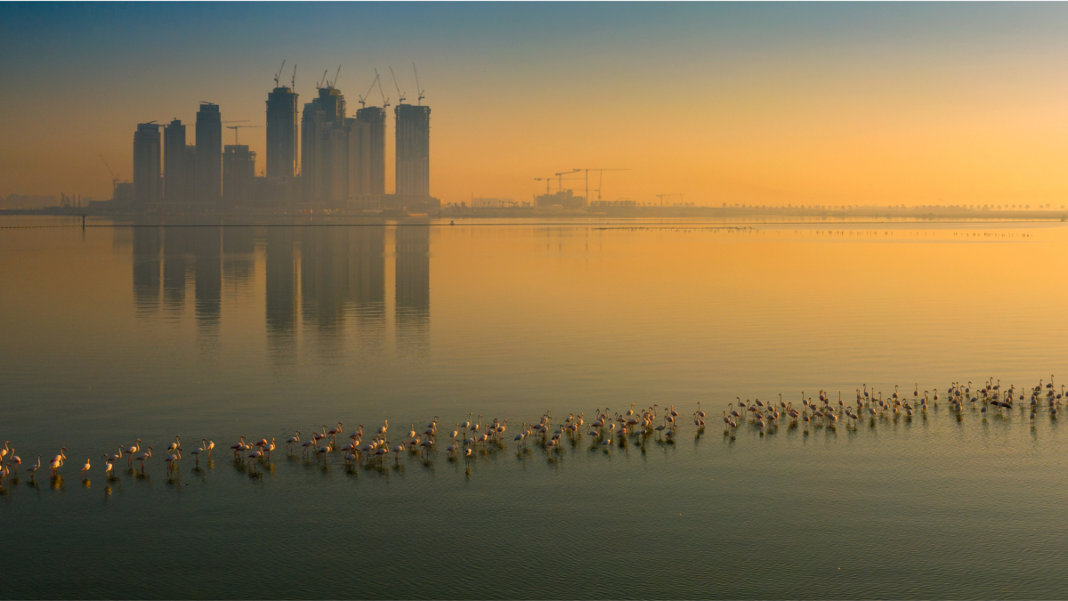Ras Al Khor Reserve Mousa Al Raeesi