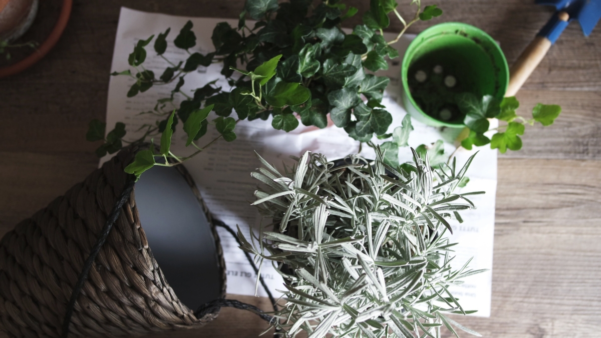 Make A Planter Dubai Design Week 2019