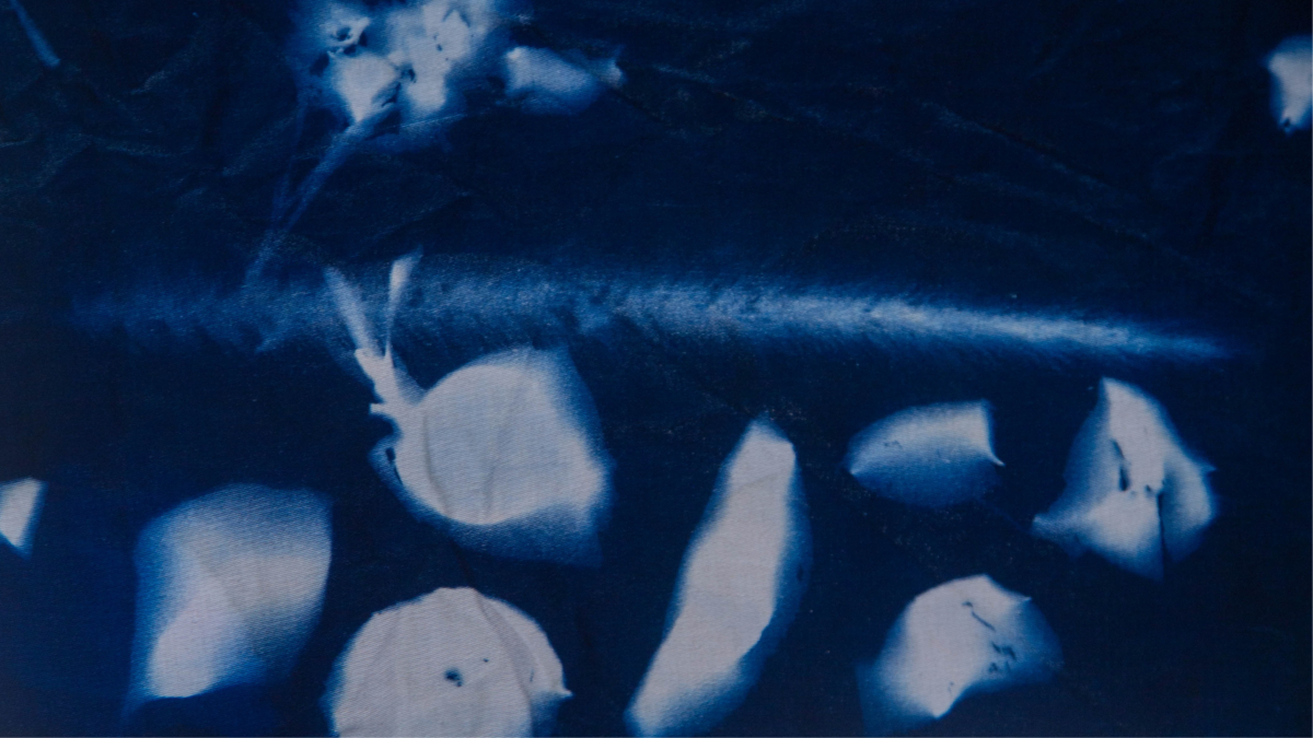 Cyanotypes 1