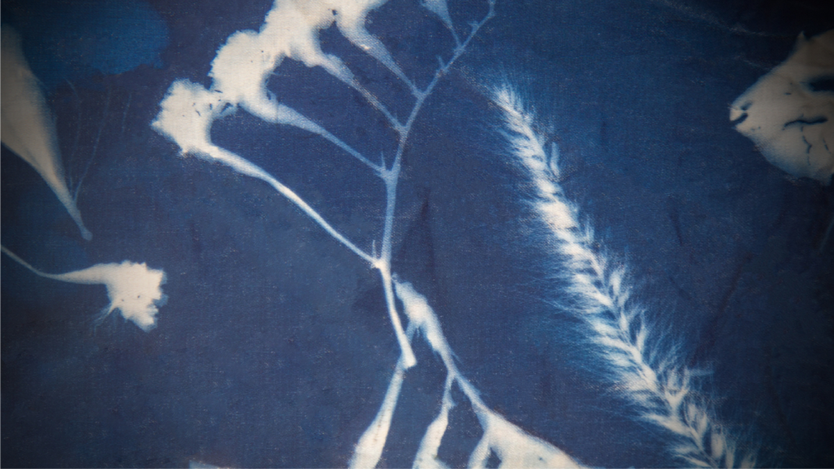 Cyanotypes 2