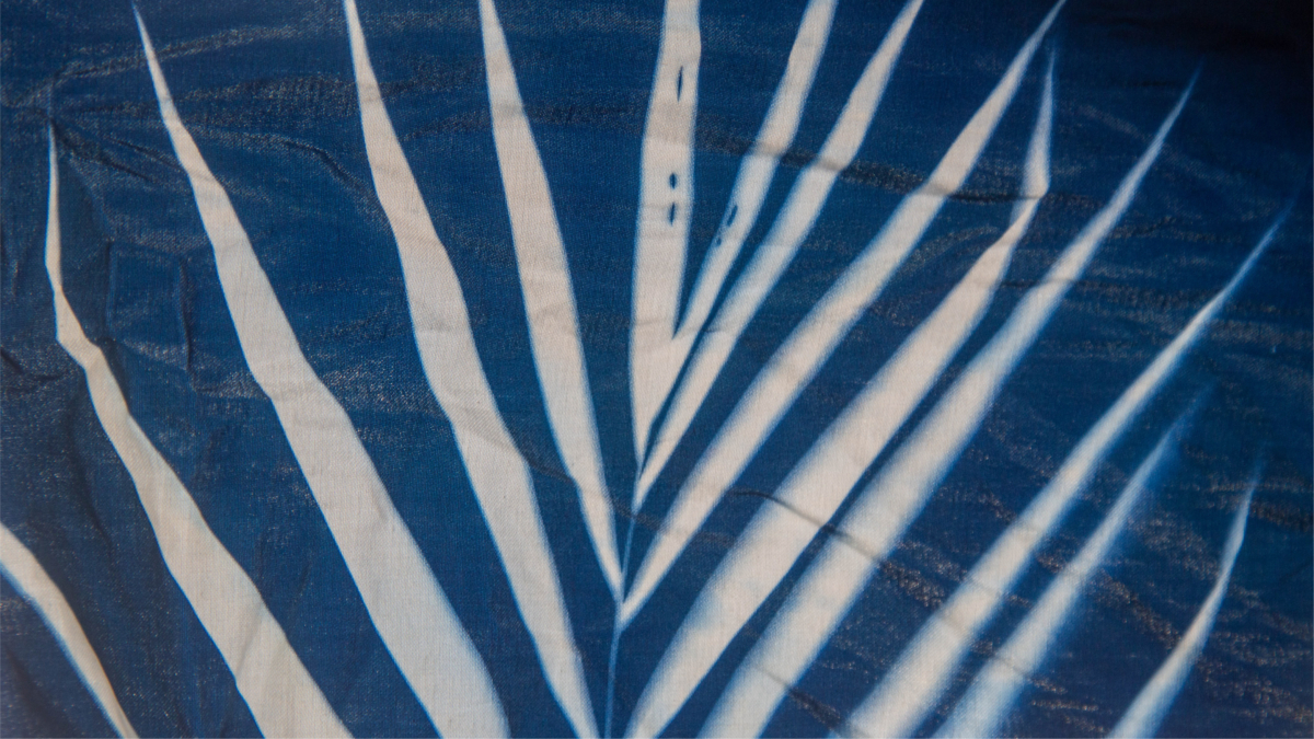 Cyanotypes 3