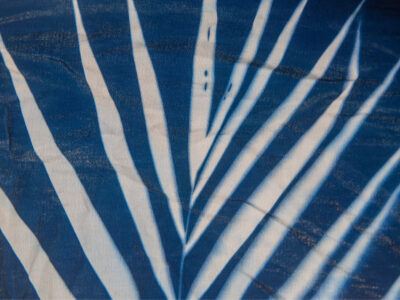  Cyanotypes 3